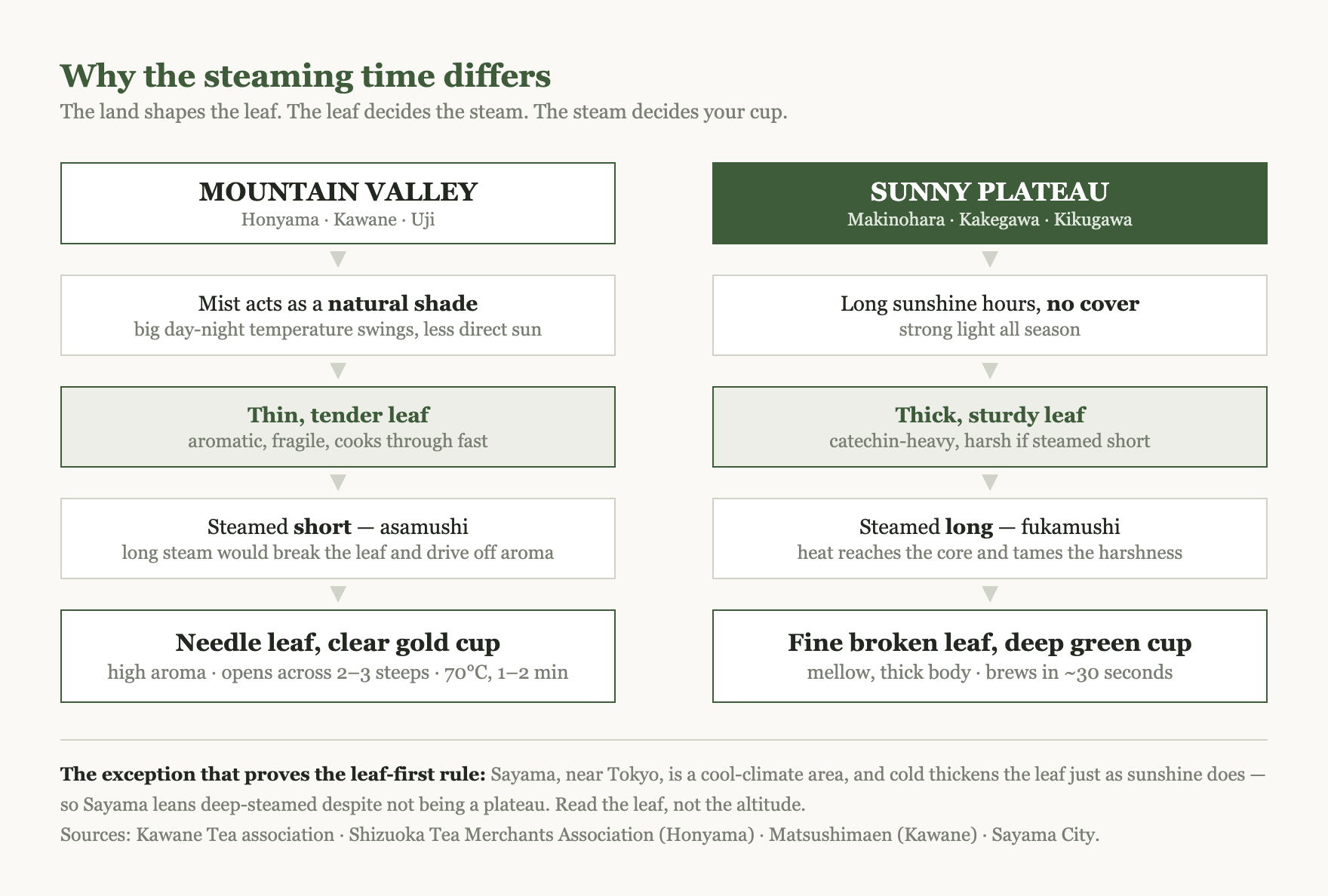 Diagram tracing two paths from geography to cup: mountain valleys with mist and temperature swings produce thin tender leaves, short steaming, needle-shaped leaf and a clear golden cup; sunny plateaus produce thick sturdy leaves, long steaming, fine broken leaf and an opaque deep-green cup