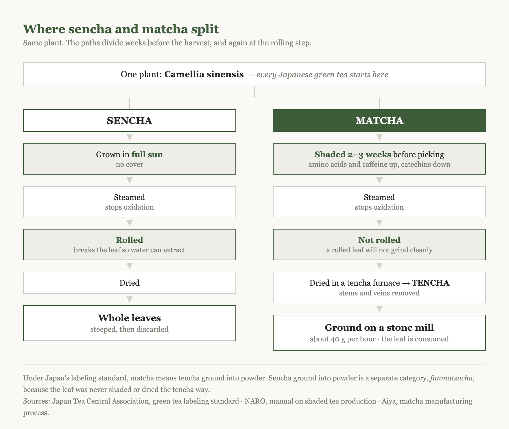 Diagram showing how sencha and matcha diverge: one plant, then full sun versus 2 to 3 weeks of shade, then rolled versus not rolled, ending in whole leaves versus stone-ground powder