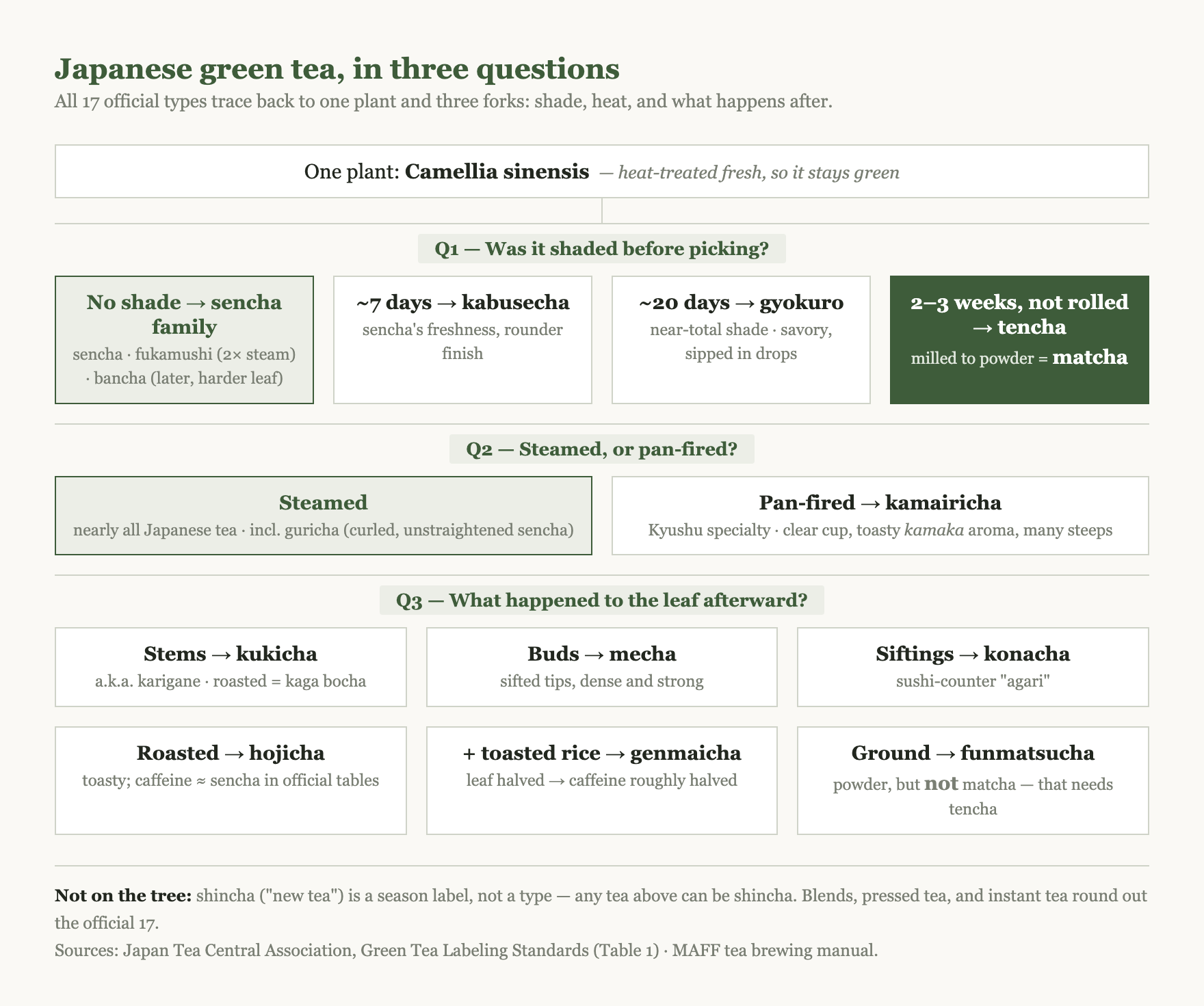 Family tree of Japanese green tea: one plant splits by shading into the sencha and bancha families versus kabusecha, gyokuro, and tencha for matcha; a side branch shows pan-fired kamairicha; below, the finishing branches produce stem tea, bud tea, siftings, roasted hojicha, rice-blended genmaicha, and ground powders